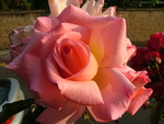 Pink Rose