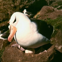 Nesting Albatross
