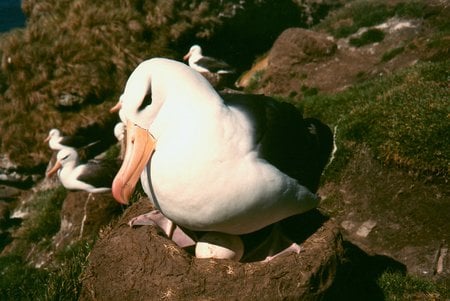 Nesting Albatross - wildlife, albatross, birds