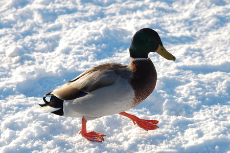 Duck walking on frozen lake - duck, lake, snow, photography, frozen