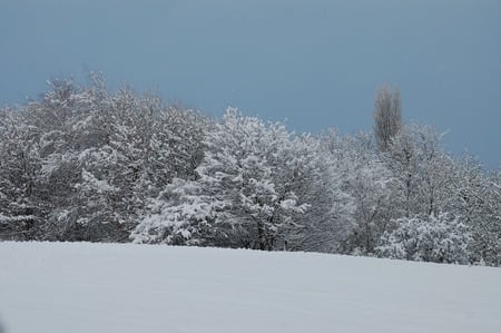 Winter Wonderland - wonderland, trees, winter, photography, snow, blue sky, bush, nature, woods