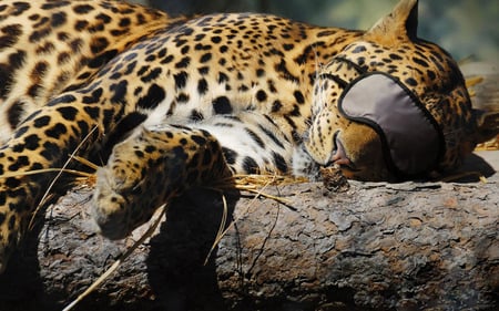 Please Do Not Disturb!! - leopard, sleeping, do not disturb