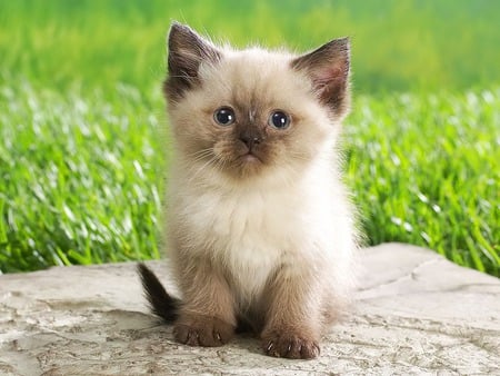 Persian Kitten - cat, kittens, photography, animals, kitten, cats, animal, cute, grass, persians, beige, persian, little