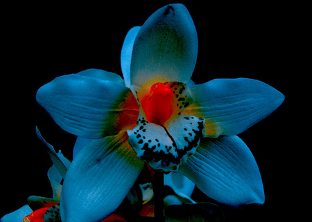 beautiful orchid - orchid, beautiful