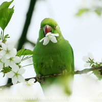 green parrot