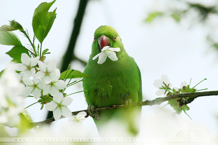 green parrot - green, parrot