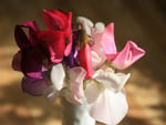 bouquet of cyclamen