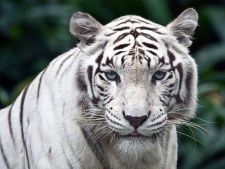 A White Rarity - white, felinos, cats, tiger, animals