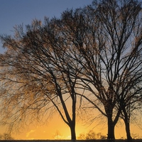 Sunset Trees