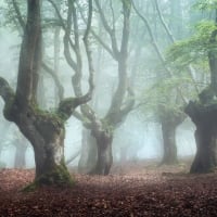 Misty Forest in Spain