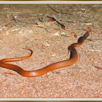 EASTERN BROWN SNAKE