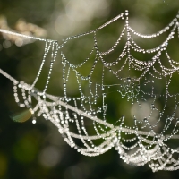 Spider Web with Dewdrops