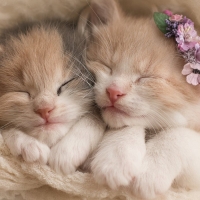 Cute Kitty's