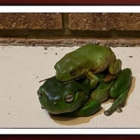 FRAMED FROGS