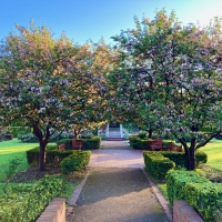 Spring Blossom Trees