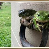 FROGS ON A SHOVEL