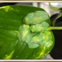 CUTE GLASS FROGS