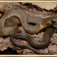 DHARAWAL TIGER SNAKE