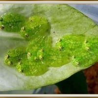 PRETTY GLASS FROGS