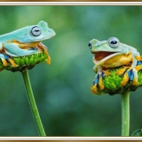 TWO CUTE FROGS