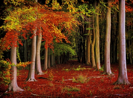Autumn forest