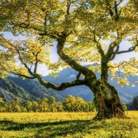 Beautiful sycamore maple in the Karwendel, Austria