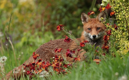 Fox - animal, hide, forest, fox