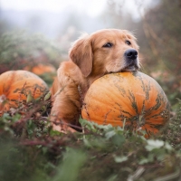 Tired after Halloween