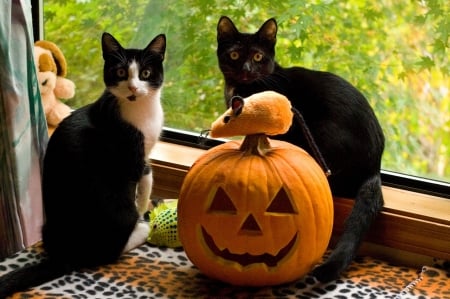 :) - black, pisici, halloween, mouse, orange, couple, pumpkin, cat