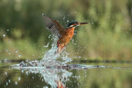 Kingfisher in Action - bird, animal, water, nature