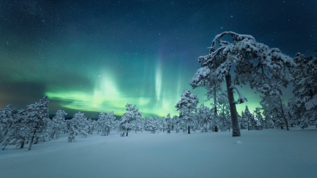 Northern Lights - winter, nature, landscape, snow, night, sky