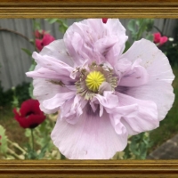 BEAUTIFUL POPPY