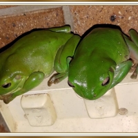 TWO CUTE FROGS