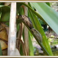 TWO RESTING FROG