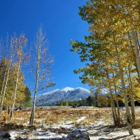 Aspens turning color near Flagstaff, Arizona