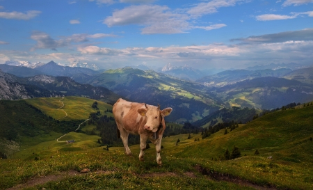 Cow - cow, nature, pasture, mountain