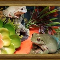 TWO FRAMED FROGS