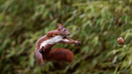 Squirrel - rodent, jump, animal, squirrel