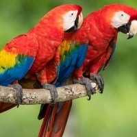 Macaws