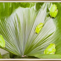 FROGS ON A LEAF