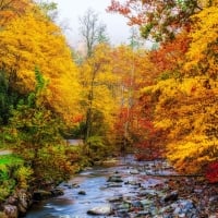 A Forest Stream In Great Smoky Mountains, Tennessee