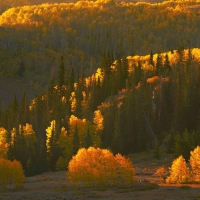 Golden Glowing Hillside in Park City, Utah