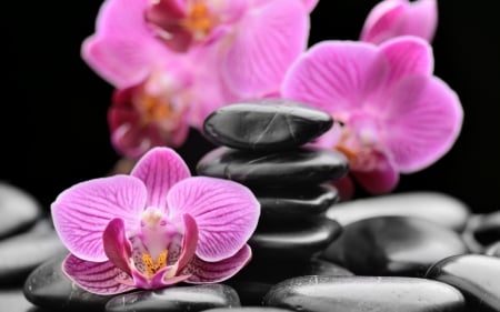 Orchids - Stones, Orchids, Pink, Spa