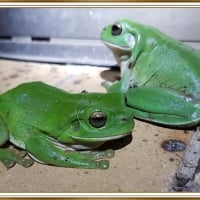 CUTE FROGS