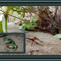 FRAMED FROGS