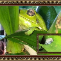 FRAMED FROGS