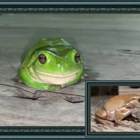 FRAMED FROGS