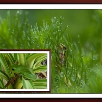 FRAMED FROGS