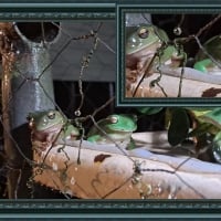 FRAMED FROGS