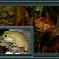 FRAMED FROGS